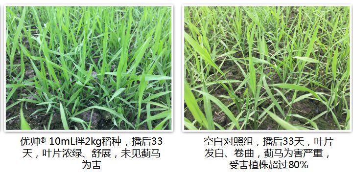 【"抗疫助农"公益行】中化优帅03种衣剂,选对很关键!