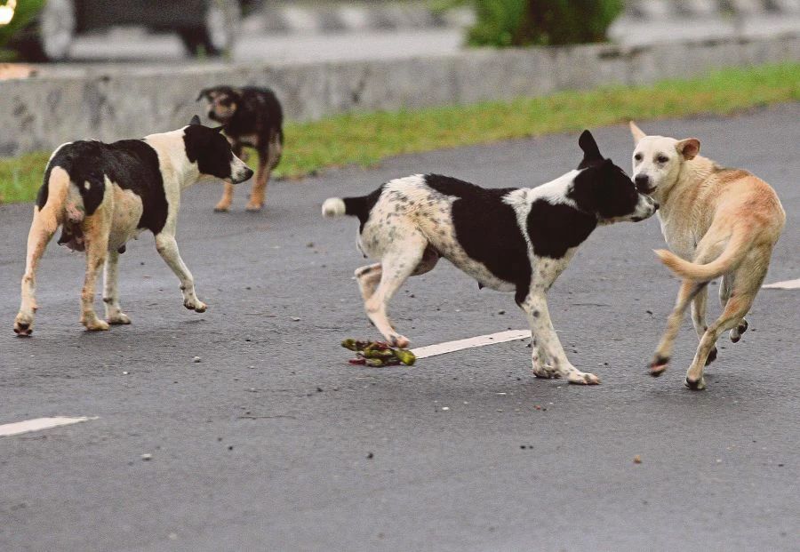 原创流浪狗会加速马来虎灭绝不到1年已有2只野生马来虎死于犬瘟热