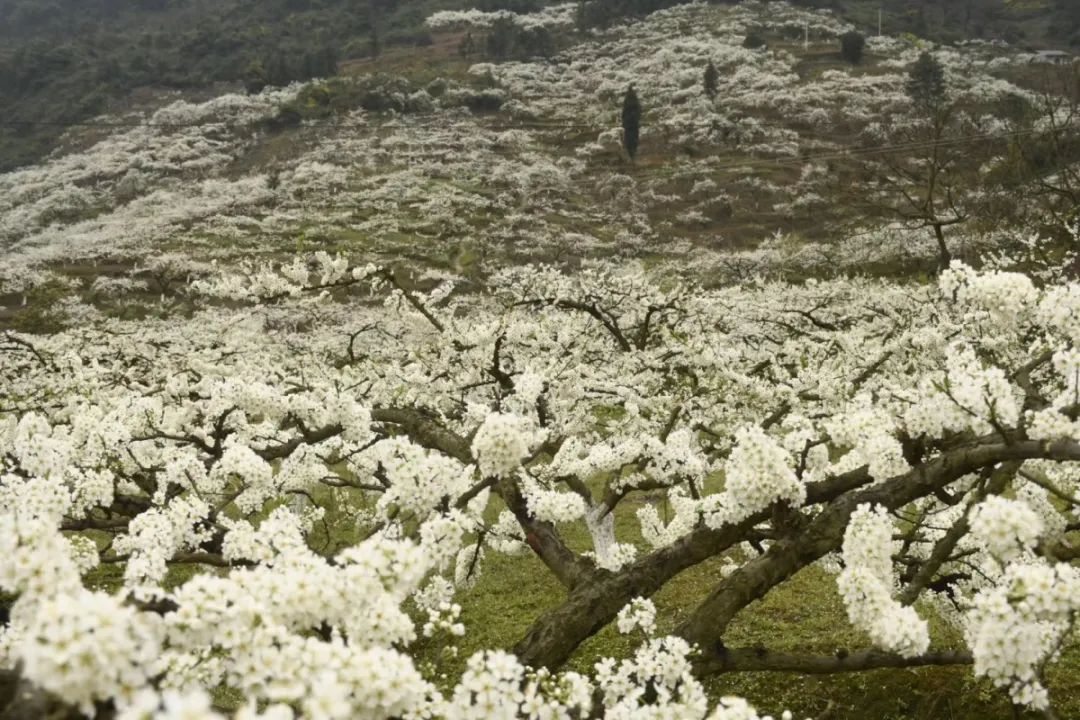 合川云门花海图片