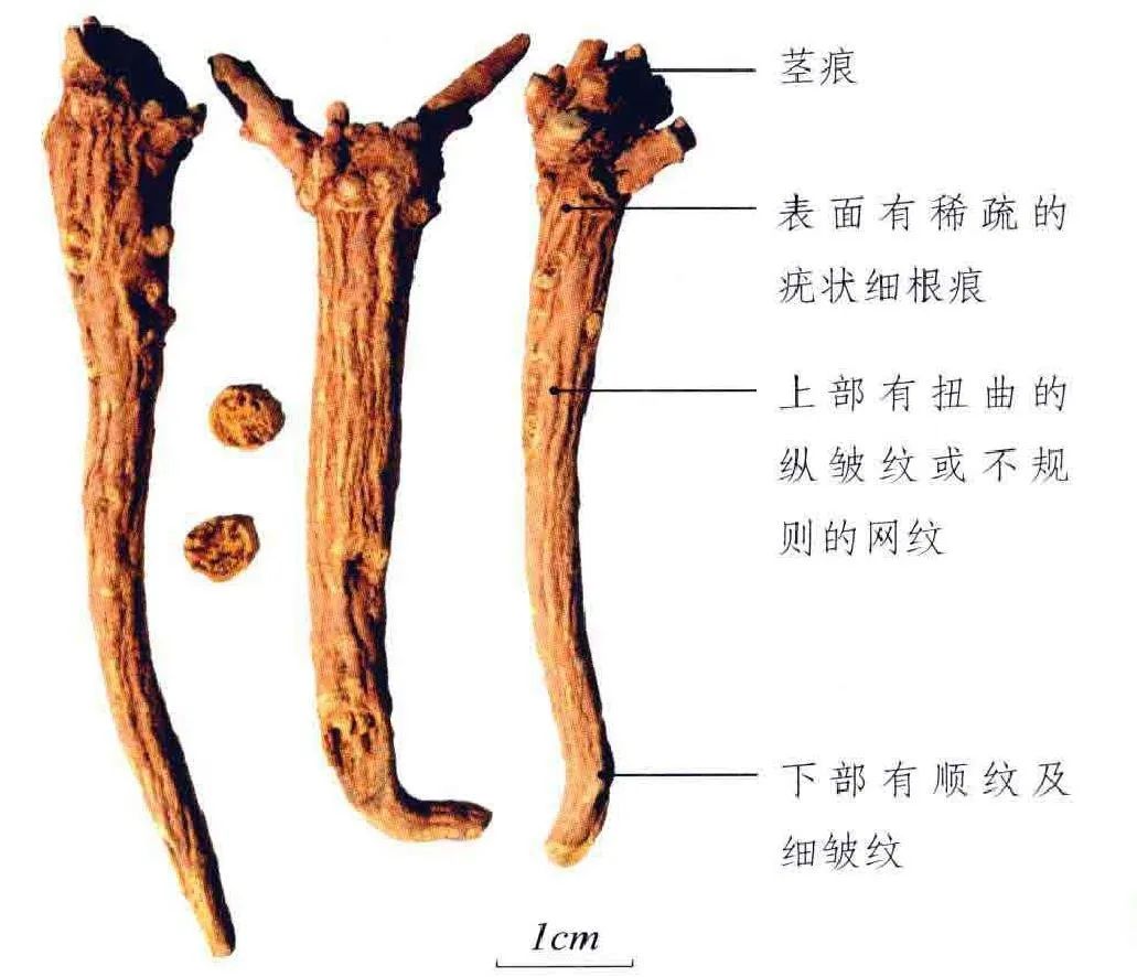 用药科普今朝抗疫显功效之黄芩