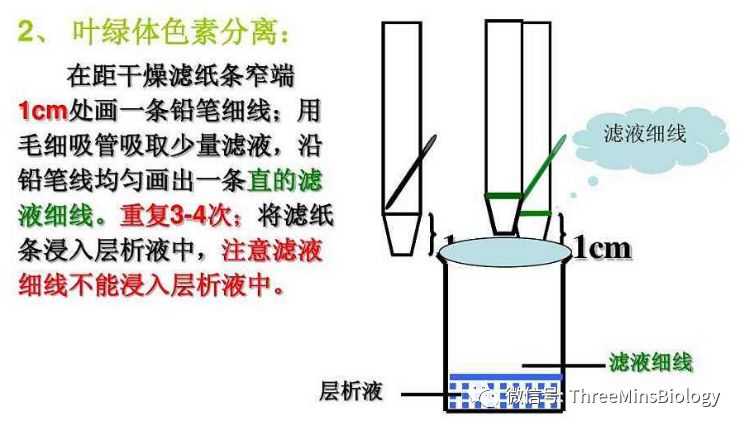 3,结果:色素在滤纸条上的分布自上而下:胡萝卜素(橙黄色-最快(溶解度