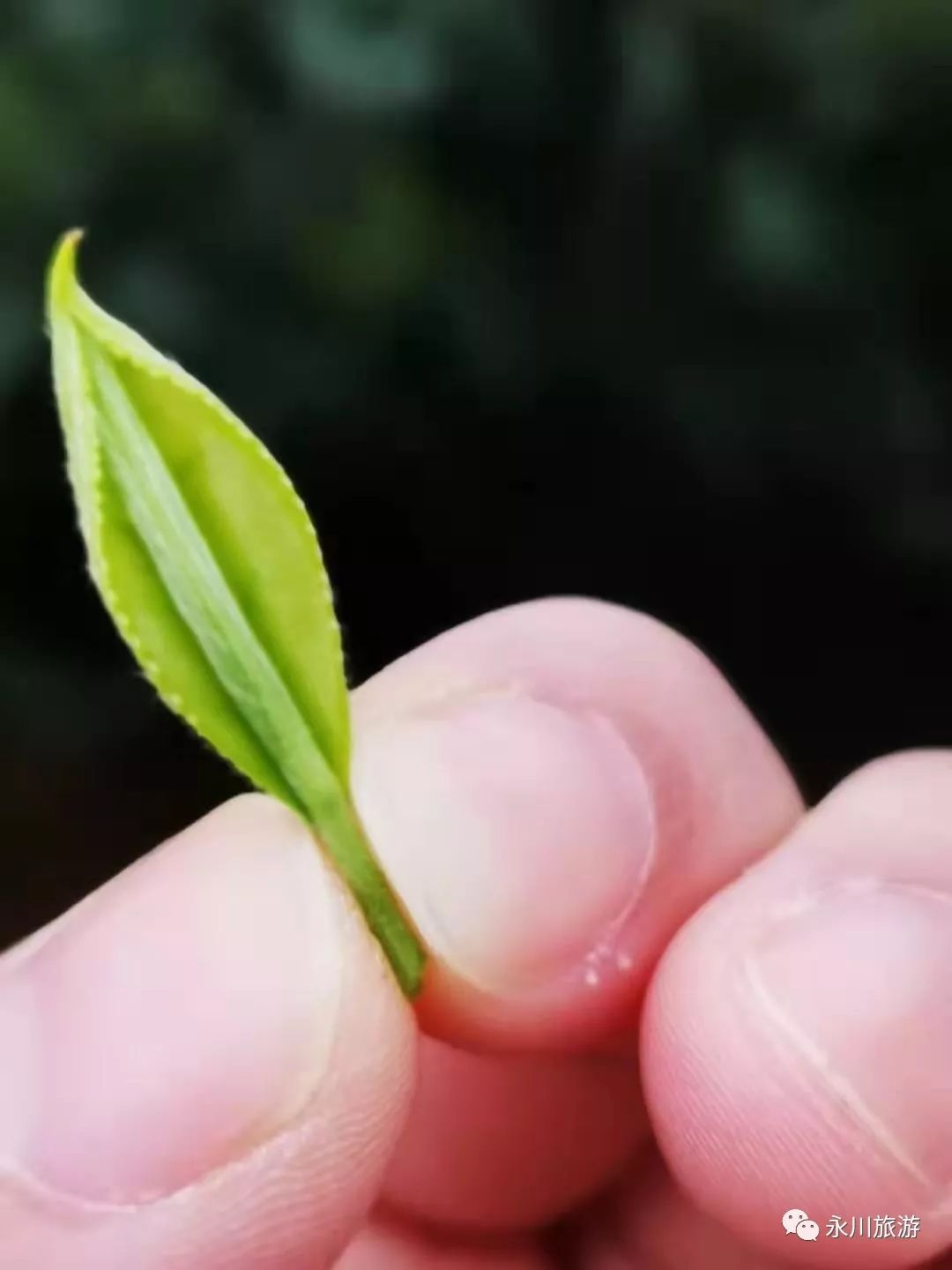 永川秀芽初采摘邀您饮杯好茶