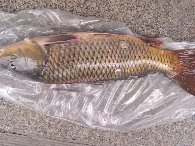 这渔获有毒,请慎入!十几年鱼龄老鲤鱼出水