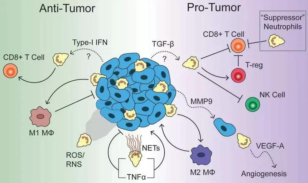 重刊腫瘤微環境中性粒細胞或是治療新突破口