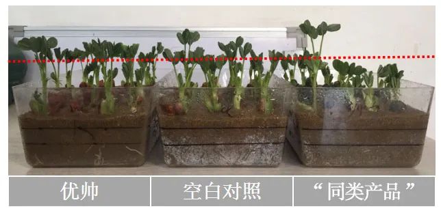 【"抗疫助农"公益行】中化优帅03种衣剂,选对很关键!