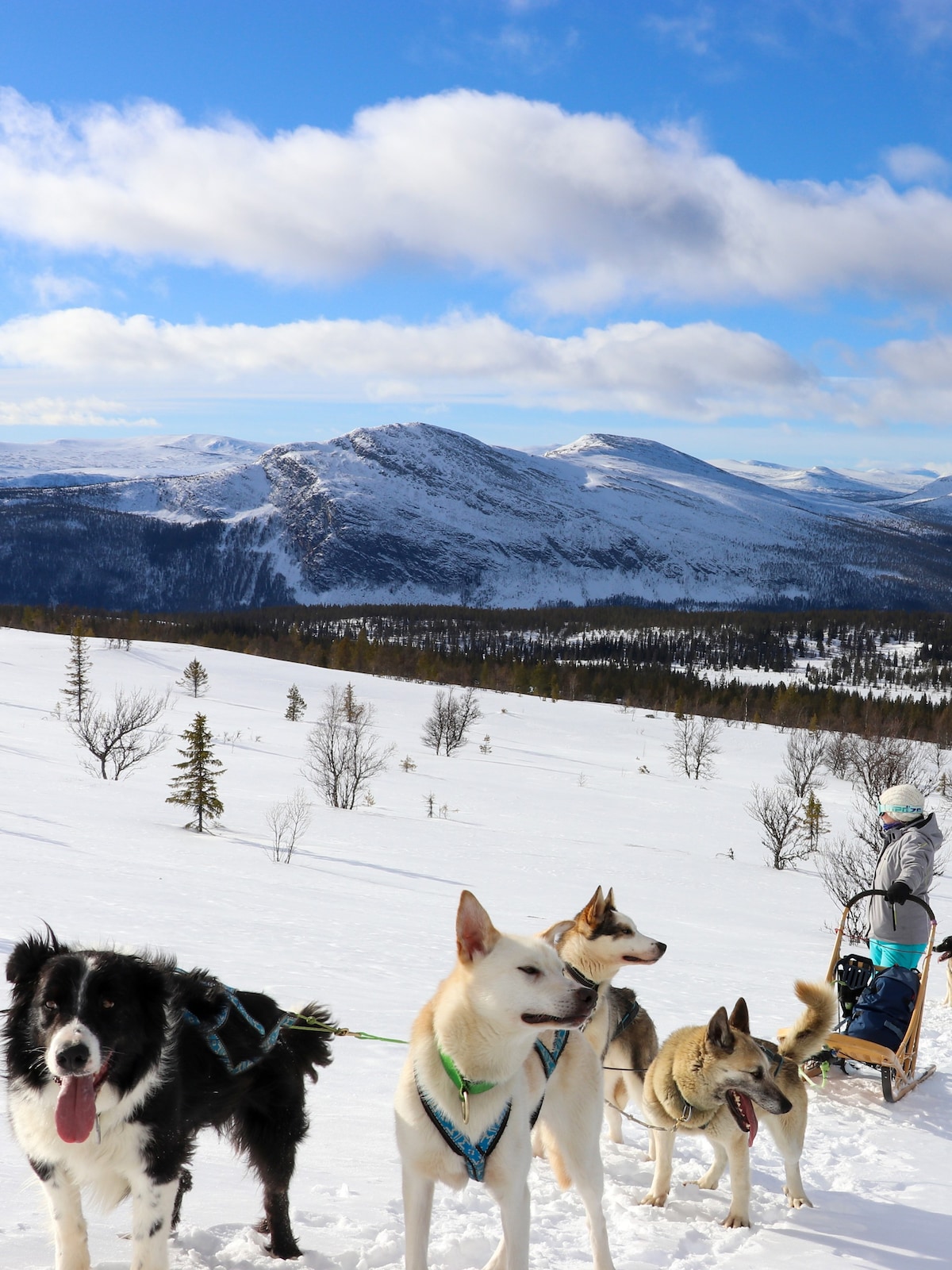 挪威荒野中的狗拉雪橇