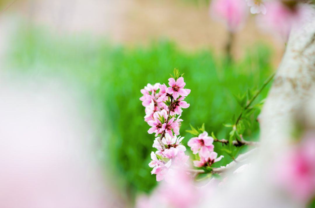 桃花浅深处吹落白衣裳