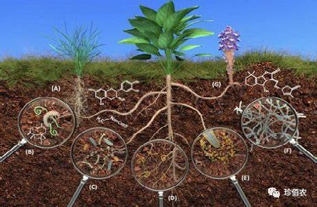 菌根是土壤真菌与植物根系建立共生关系所形成的共生体,菌根真菌无法