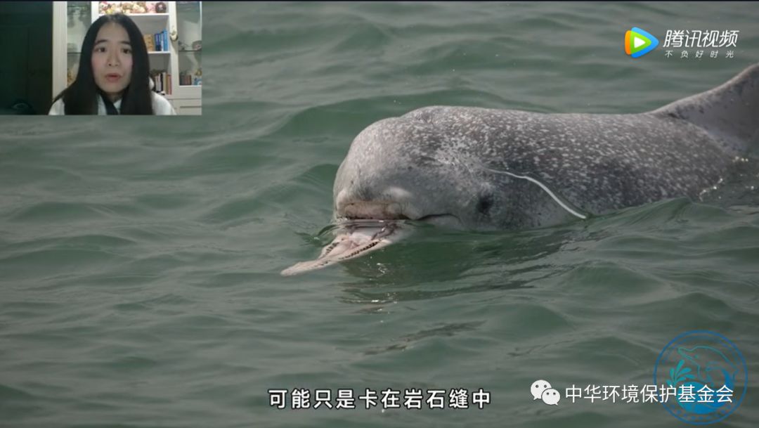 这个女孩给中华白海豚拍了几万张照片拼凑出一个既温暖又伤感的海豚