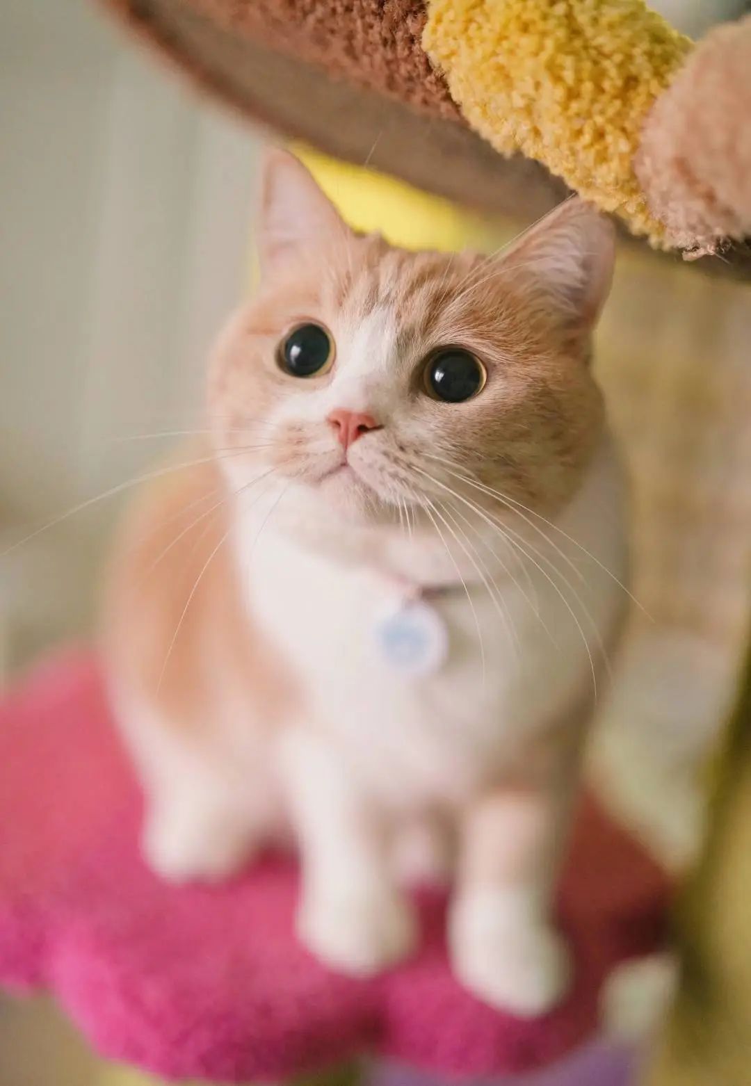 央视猫找到啦7000万人在线只为吸猫网红萌宠的云爹妈中有没有你