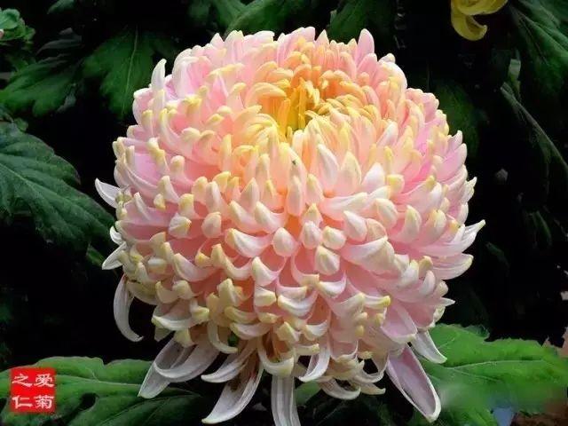 世界最美菊花80种太美了