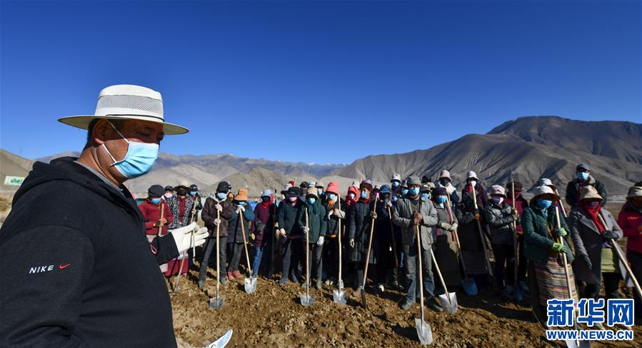 河南省苗圃基地批发市场在哪