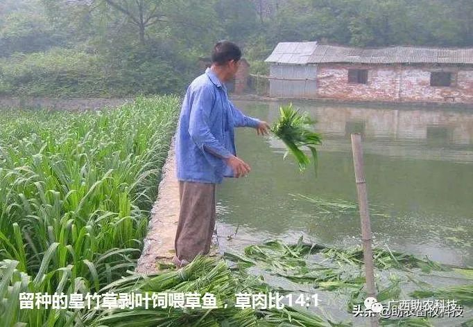 养鱼种什么草好皇竹草喂草鱼效果好两种饲喂方法介绍