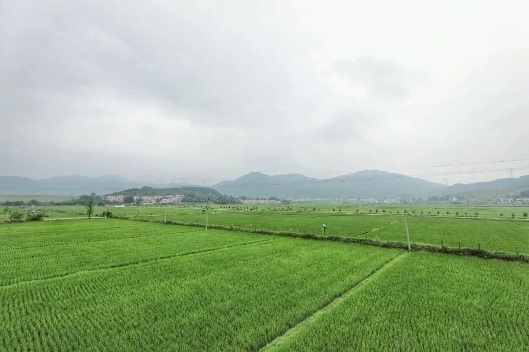 愿有一片这样的稻田看美景吃美食挣钱点