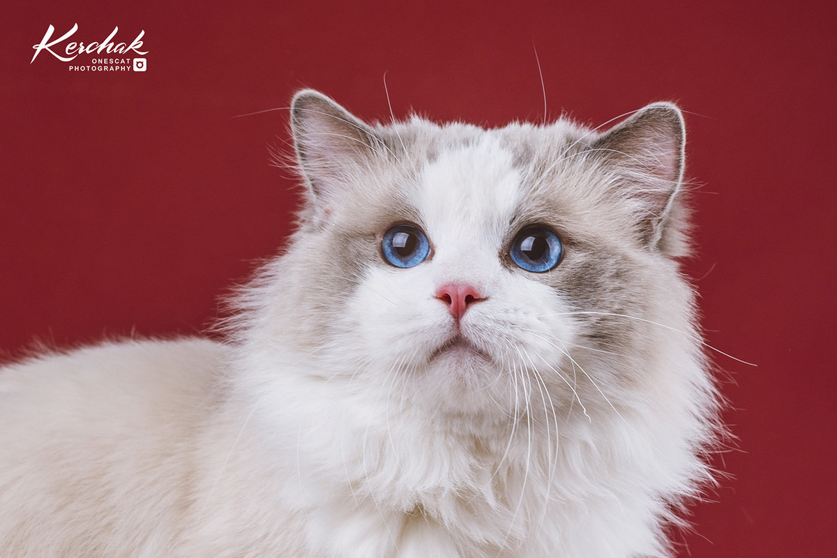 每日一猫之布偶猫