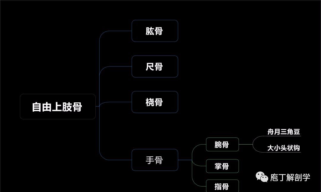 自由上肢骨解剖图图片