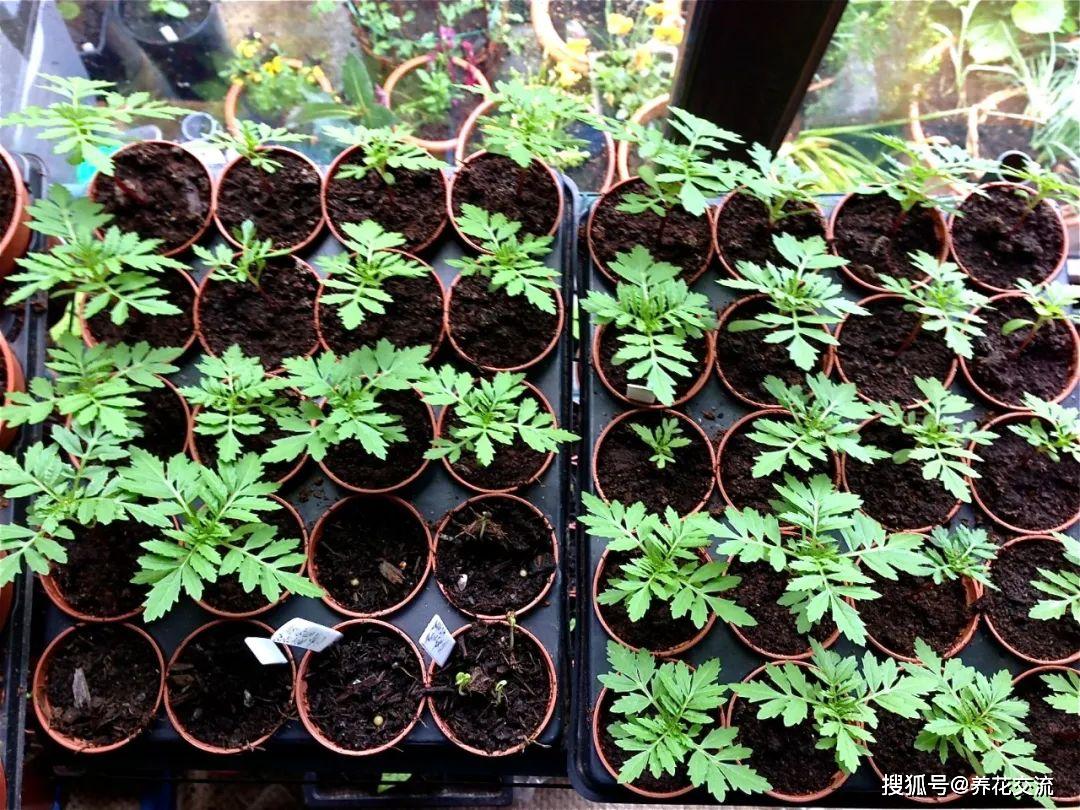 养万寿菊盆栽给肥多了,导致只长叶子不开花,适当干旱才能多开花