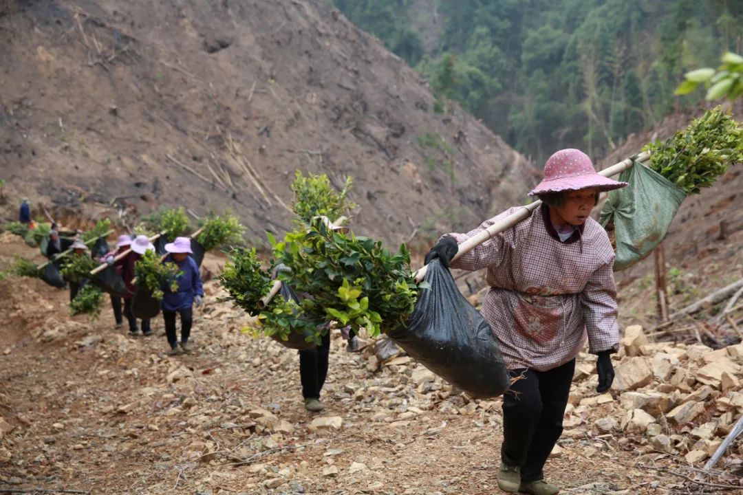 金秀瑶族自治县三角乡图片