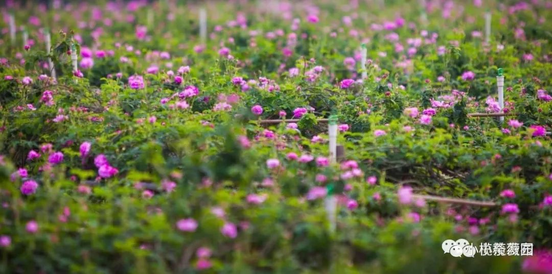 全国最娇贵的荼薇花!最后召集!错过要等下一年!_小榄
