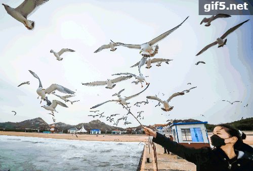 游客可以在整个环游的过程中近距离喂给海鸥小鱼,非常有趣.心里有