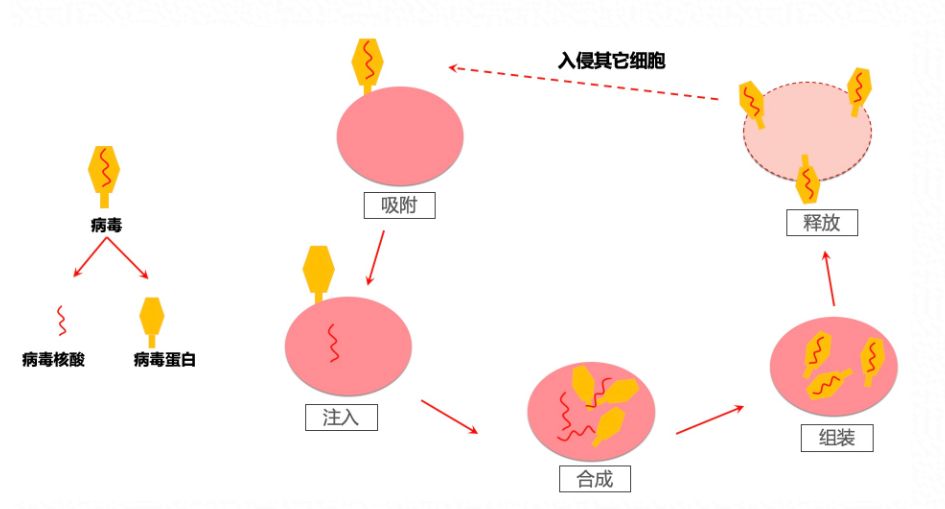 病毒进入宿主细胞后