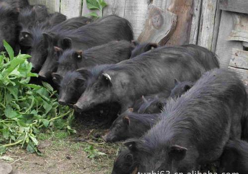 原创我国现存的四大香猪品种简介适合农村特种养殖户转型