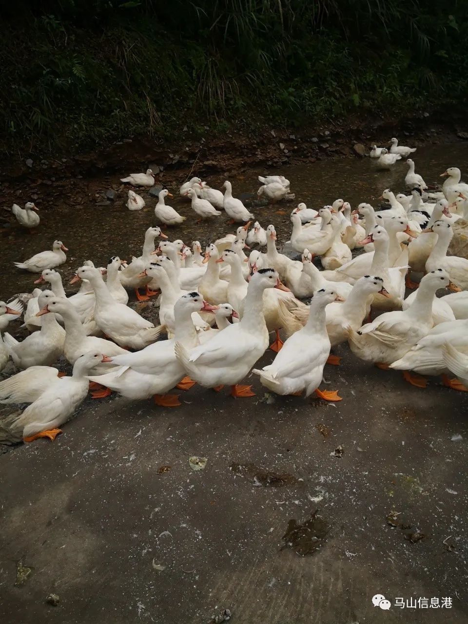 每斤8元马山几百只散养土鸭待销售