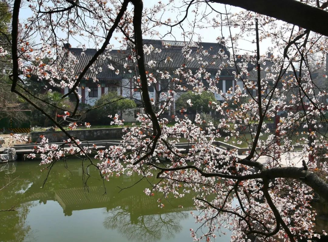 随园的春美醉了