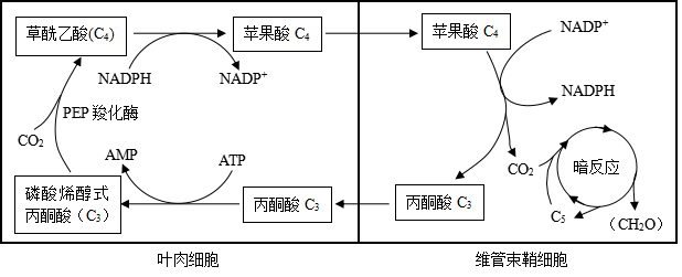 光合作用中光反應和暗反應的比較5.光合作用的色素4.