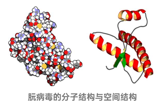 這是因為朊病毒本質上我們體細胞內的一種正常蛋白質