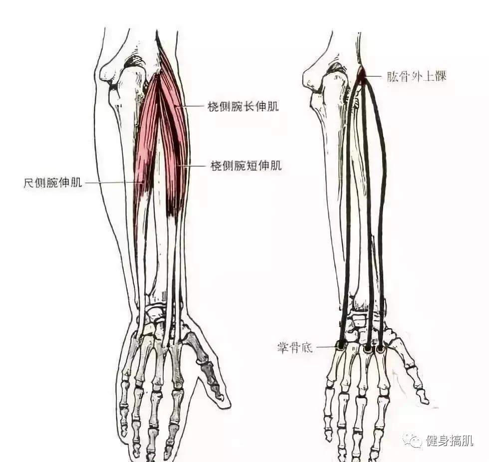腕伸肌位置图图片