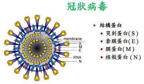 原创新冠病毒会像乙肝病毒艾滋病毒一样伴随一生吗