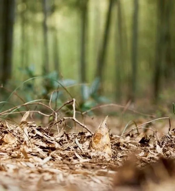这个季节的"鲜",全在这一口春笋中_竹笋