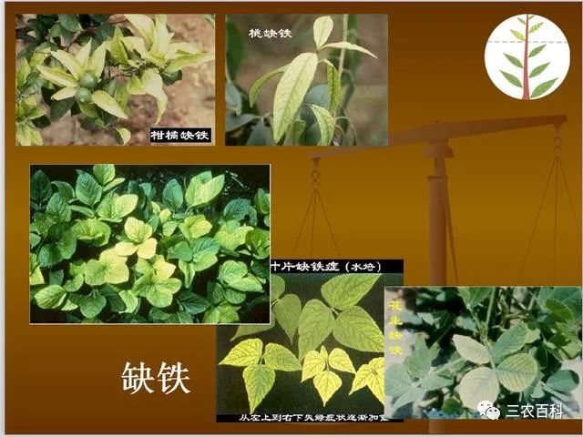 农作物缺素图谱大全,迅速鉴定作物缺什么素_植物