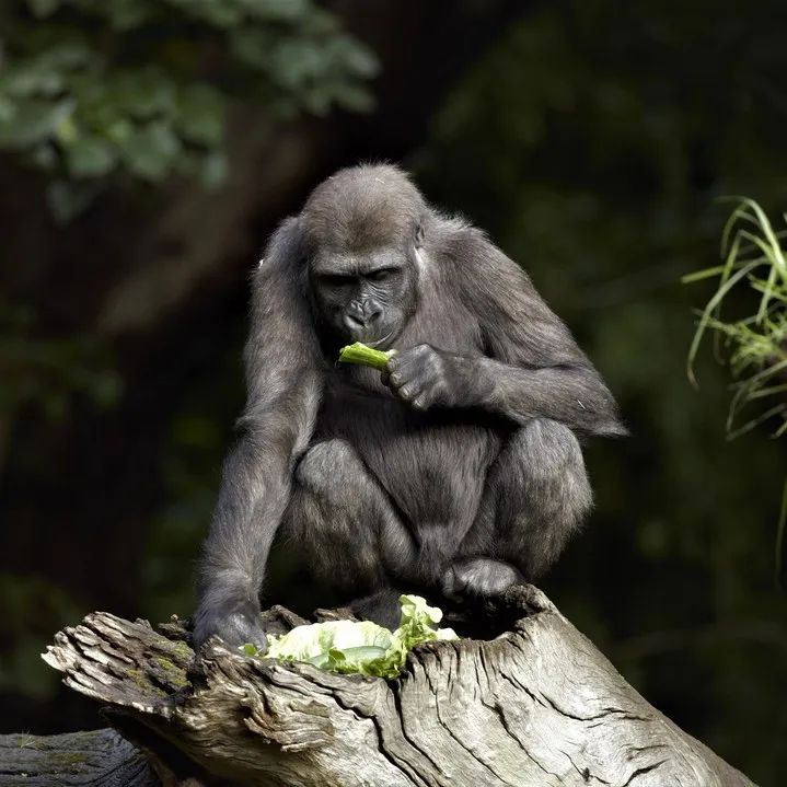 生日快乐,小寿"猩"_大猩猩