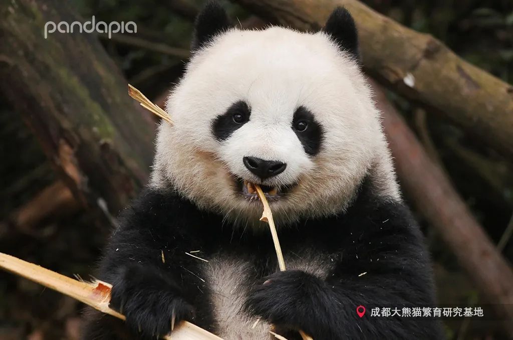 大熊猫的耳朵竟然可以有这么多形状