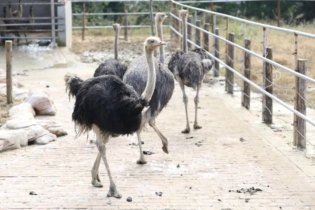 【你好,周末】走进金石云顶野生动物园,探访通川 的"猛兽王国"!