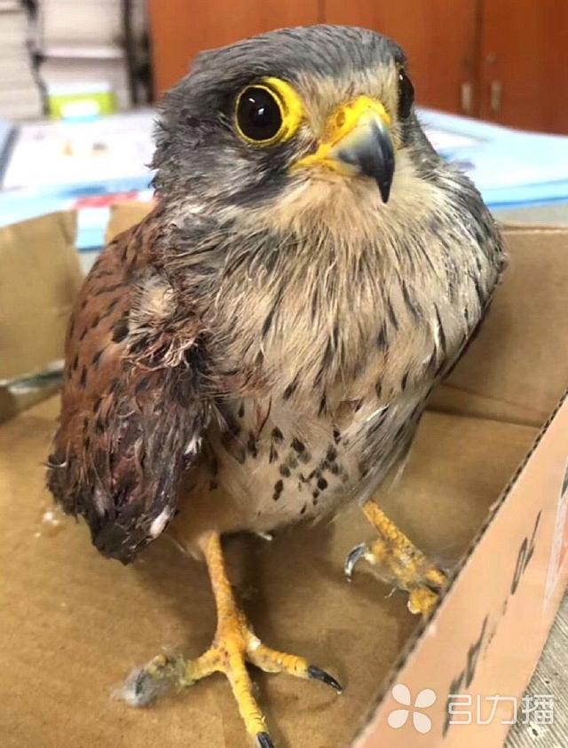 折翼"萌鸟"飞到苏州作客 可能是国家二级保护动物红隼