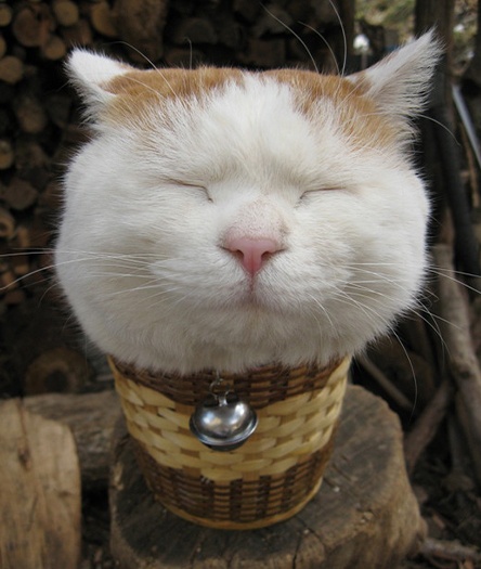 网红猫叔去世了享年18这只日本猫咪曾治愈了无数人的不开心