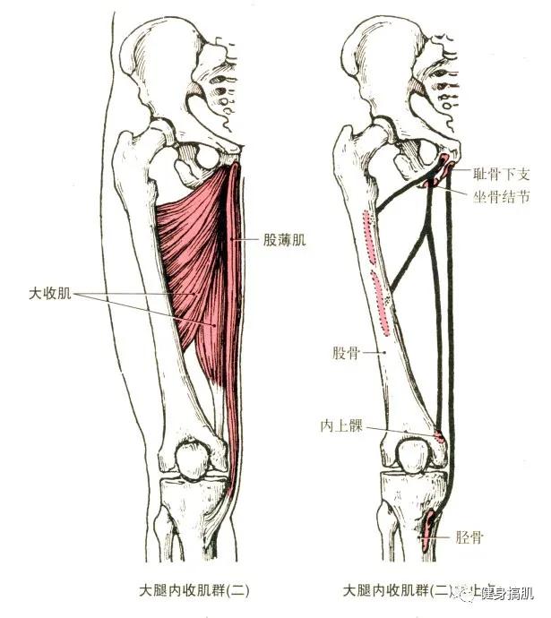 大腿内收肌解剖图图片