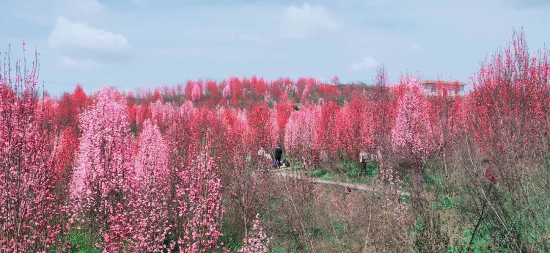 自贡惊现桃花林美出新境界