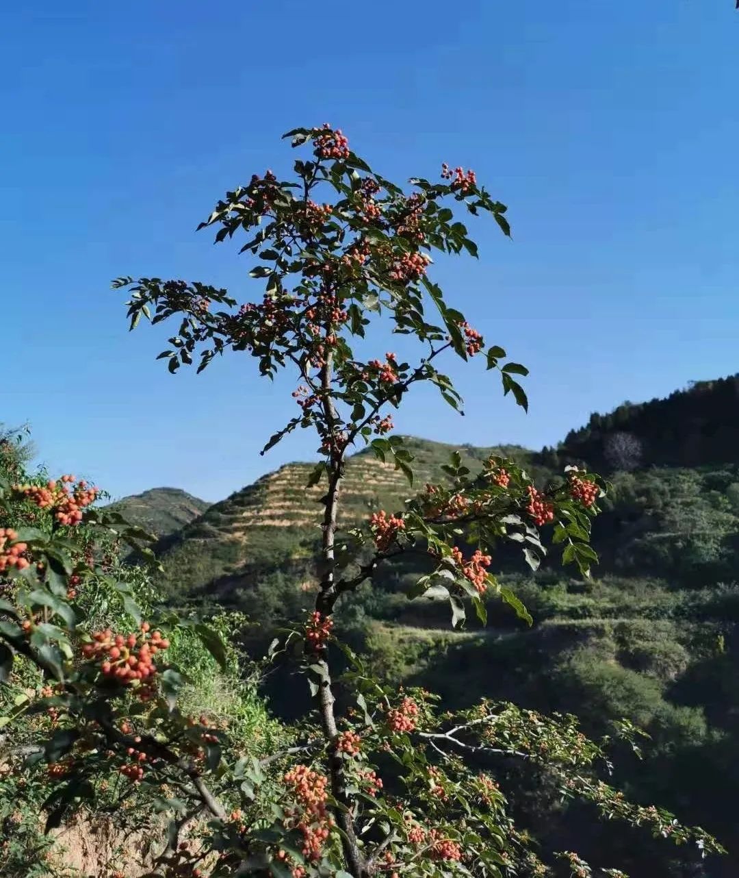 "王元茹说.大红袍