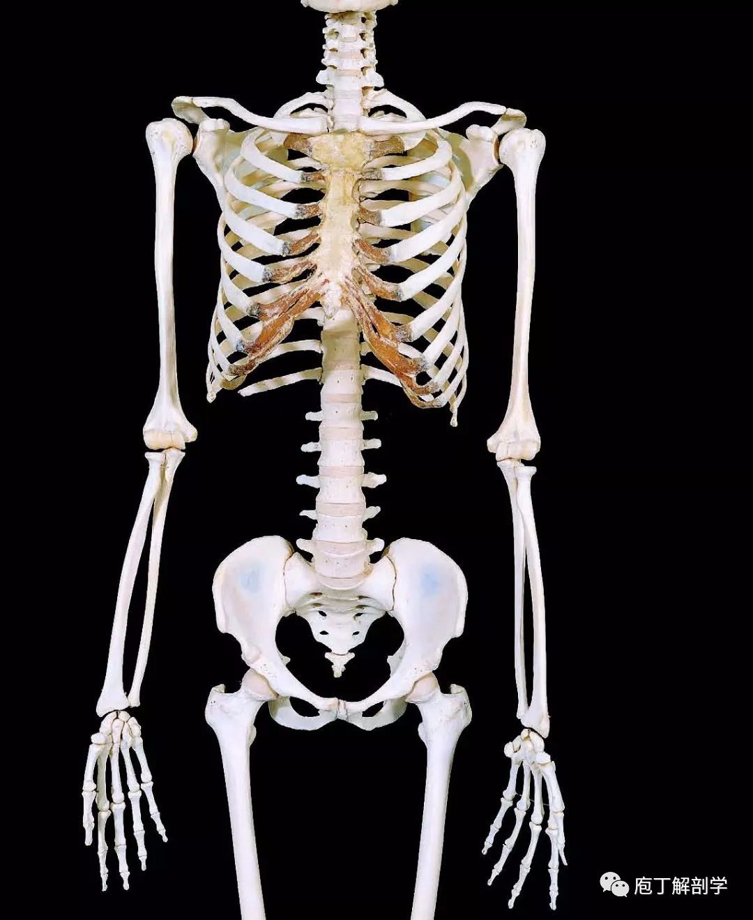 四肢骨包括上肢骨和下肢骨上,下肢骨分别由肢带骨和自由肢骨组成