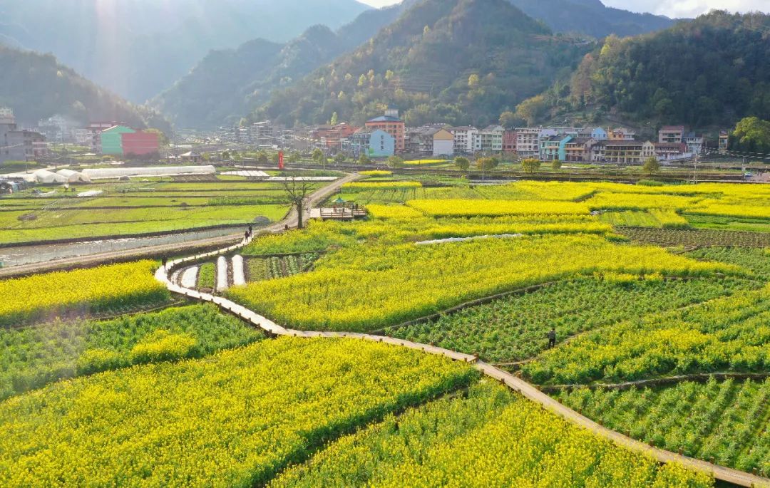 竞相绽放,美不胜收在春雨的滋润下桂山乡三垟村百亩油菜花文成玉壶镇