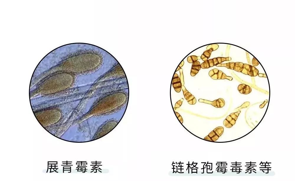 青霉菌对人体有害吗图片