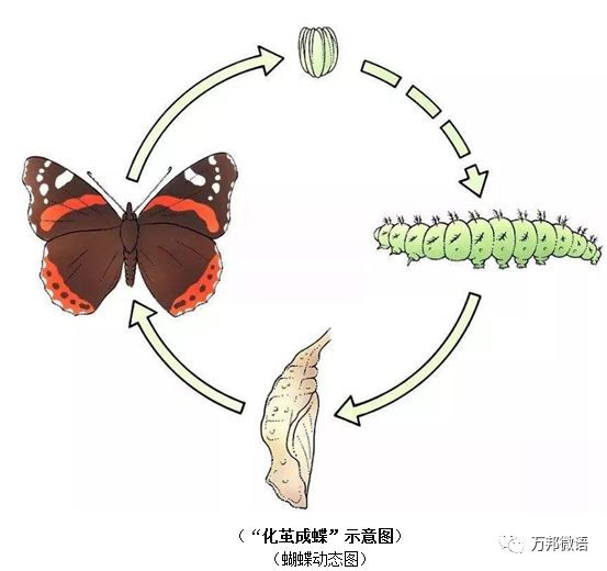 蝴蝶的一生四个阶段图片