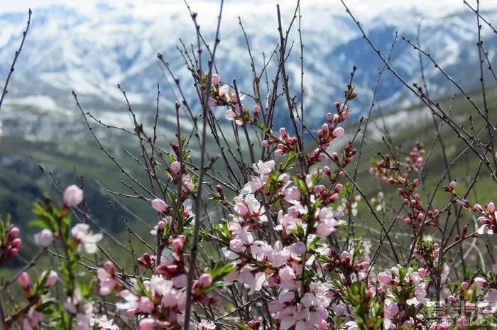 走马原创61旅行少数派46月北疆追花花间天堂与百花深处