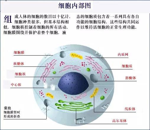 人体细胞结构简易图图片