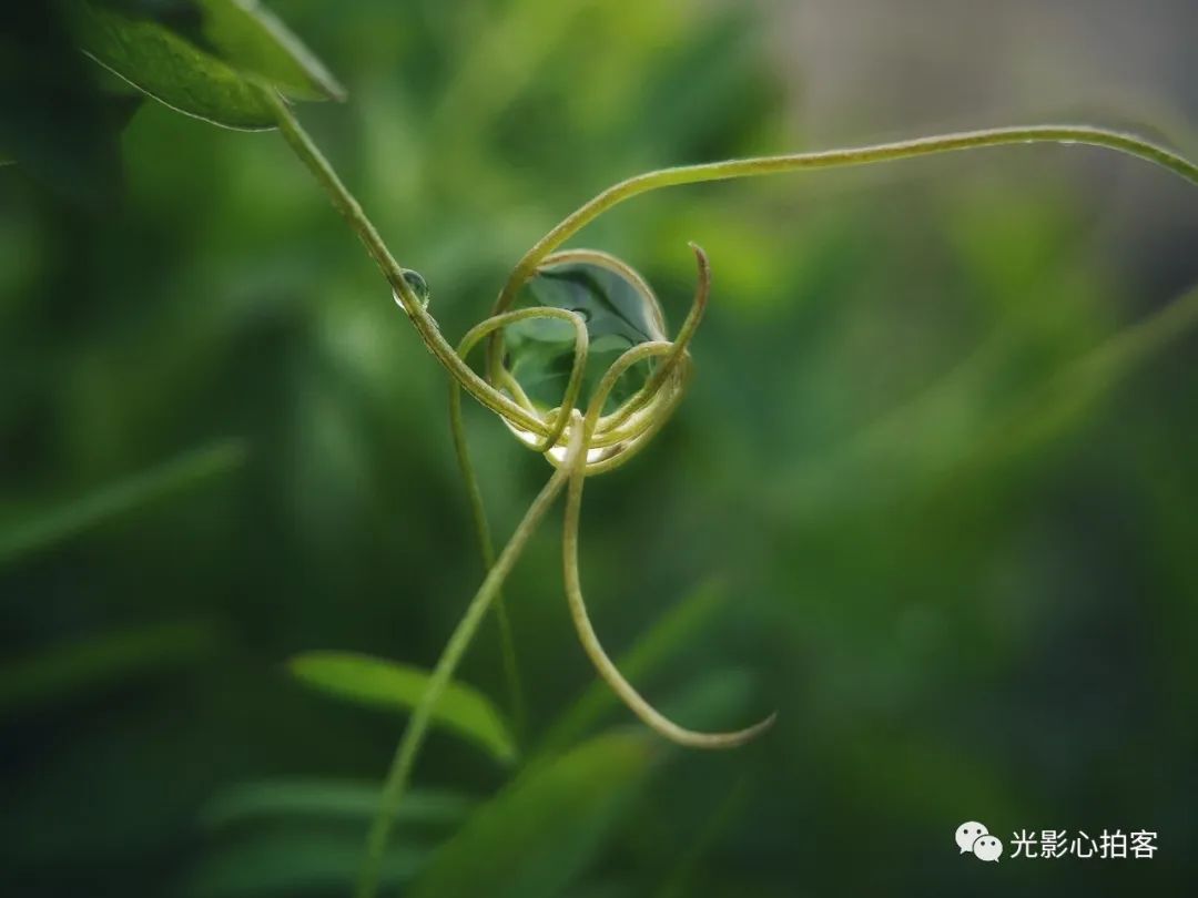 暗香蘊結第1899期光影心拍客0314