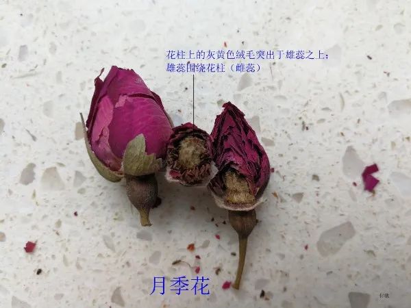 玫瑰花雌蕊的图片图片